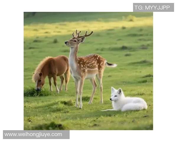 足球明星幼崽成长记 从萌宠到球场传奇的未来之星